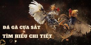 Đá gà cựa sắt